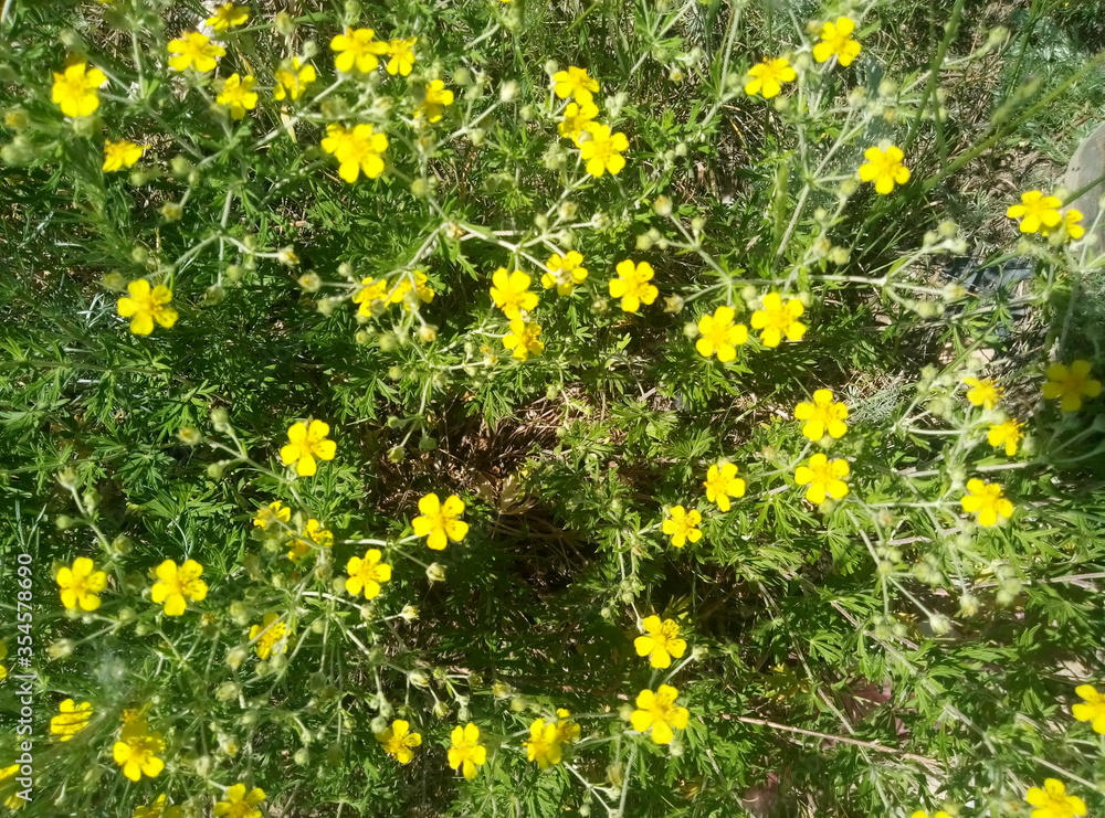 dandelions in the grass dandelions in the grass