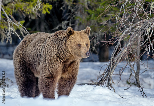 Wild Adult female of Brown bear in winter forest. Scientific name: Ursus Arctos. Natural Habitat.