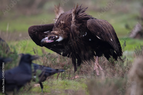 Black vulture on the ground photo