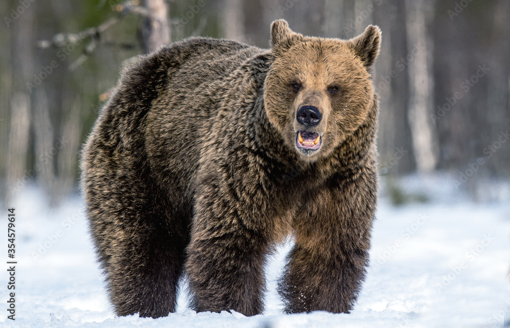 Bear opening its mouth. Brown bear in winter forest. Scientific name: Ursus Arctos. Natural Habitat. Bear opening its mouth. Brown bear in winter forest. Scientific name: Ursus Arctos. Natural Habitat.