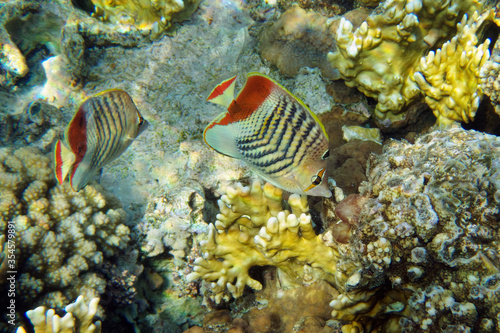 Eritrean butterflyfish (Chaetodon paucifasciatus) in Red Sea