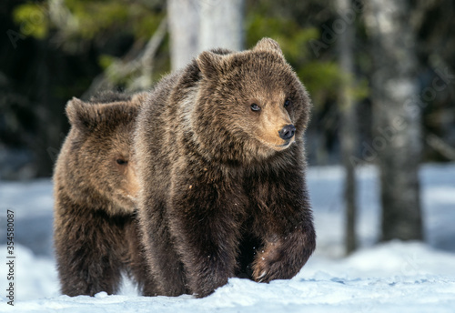 Bear cubs in winter forest. Natural habitat. Brown bear, Scientific name: Ursus Arctos Arctos.