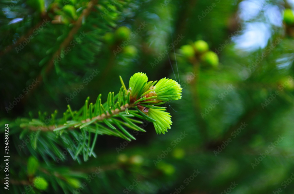 Fir branches with fresh shoots in spring. Young green shoots of spruce in the spring. Spruce branches on a green background. Young growing fir tree sprouts on branch in spring forest. Fir branches with fresh shoots in spring. Young green shoots of spruce in the spring. Spruce branches on a green background. Young growing fir tree sprouts on branch in spring forest.