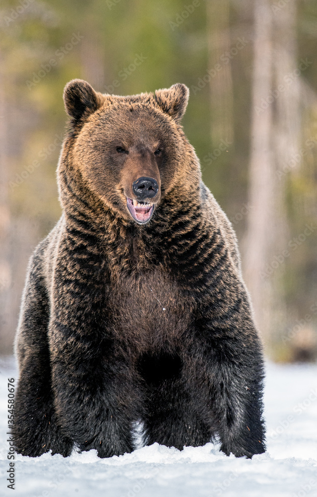 Bear opening its mouth. Brown bear in winter forest. Scientific name: Ursus Arctos. Natural Habitat. Bear opening its mouth. Brown bear in winter forest. Scientific name: Ursus Arctos. Natural Habitat.