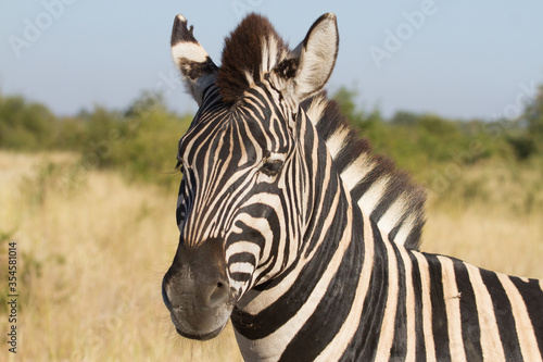 A closeup of a Burchell s Zebra Head in Kruger  South Africa