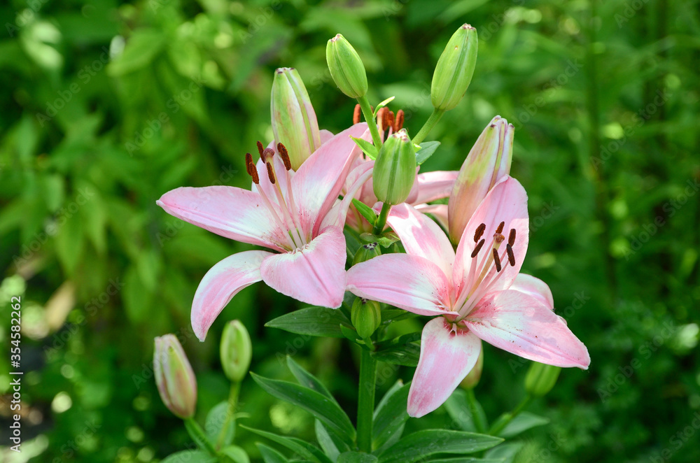 Blooming lily on a green background