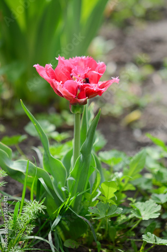 Wallpaper Mural Tulip flower in the garden Torontodigital.ca