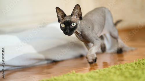 Photography sphynx cat runs around the house