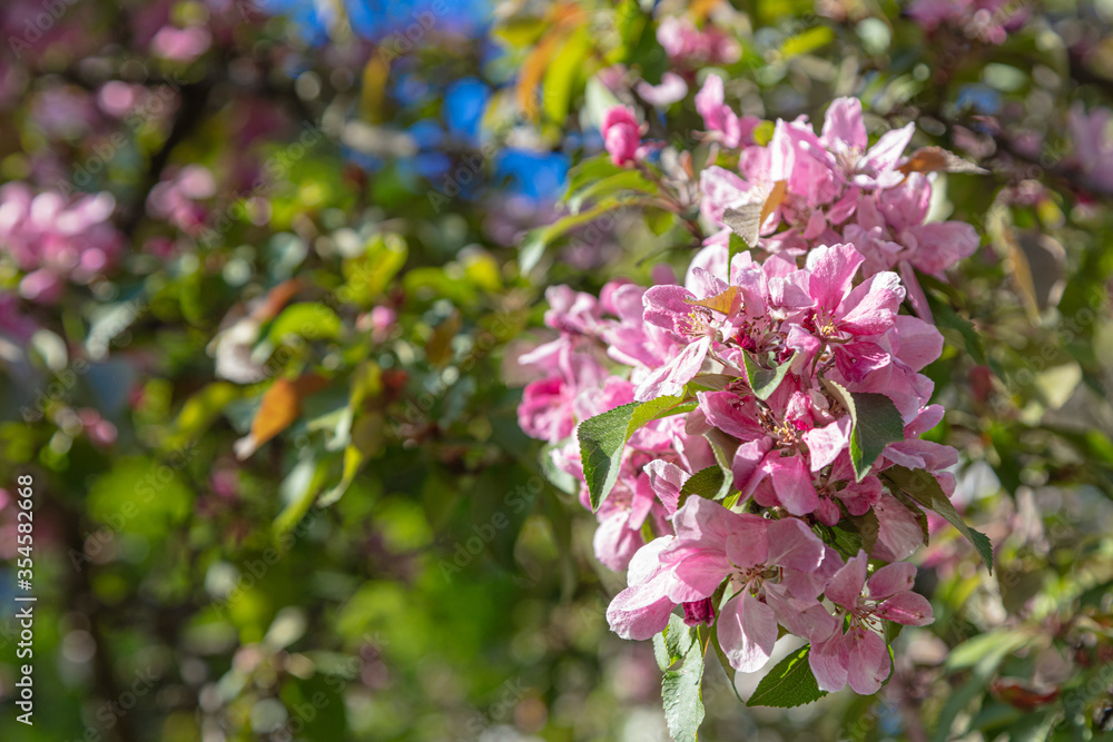 Abundantly blooming apple tree. pink color .. Sunny day, apple tree blossoms. blue sky. Abundantly blooming apple tree. pink color .. Sunny day, apple tree blossoms. blue sky.