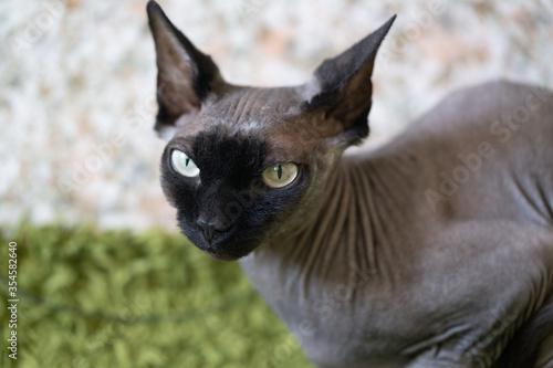 Sphinx cat  with a black muzzle. At home sitting on a green carpet