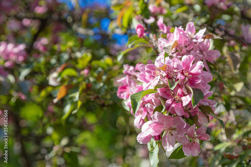 Abundantly blooming apple tree. pink color .. Sunny day, apple tree blossoms. blue sky.