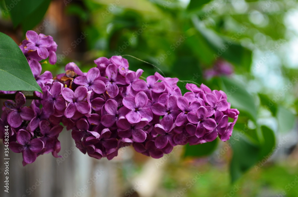 A bunch of dark purple wet lilac close-up on a dark blurry black and green background. Mystical romantic mood. Place for text. Selective focus. Copy space. A bunch of dark purple wet lilac close-up on a dark blurry black and green background. Mystical romantic mood. Place for text. Selective focus. Copy space.