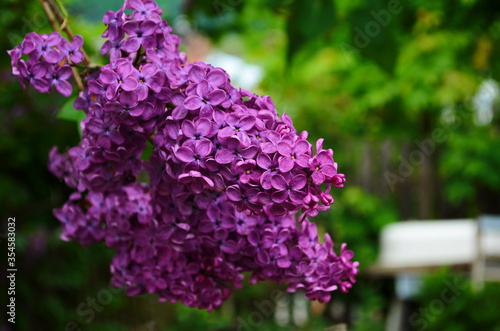 A bunch of dark purple wet lilac close-up on a dark blurry black and green background. Mystical romantic mood. Place for text. Selective focus. Copy space.