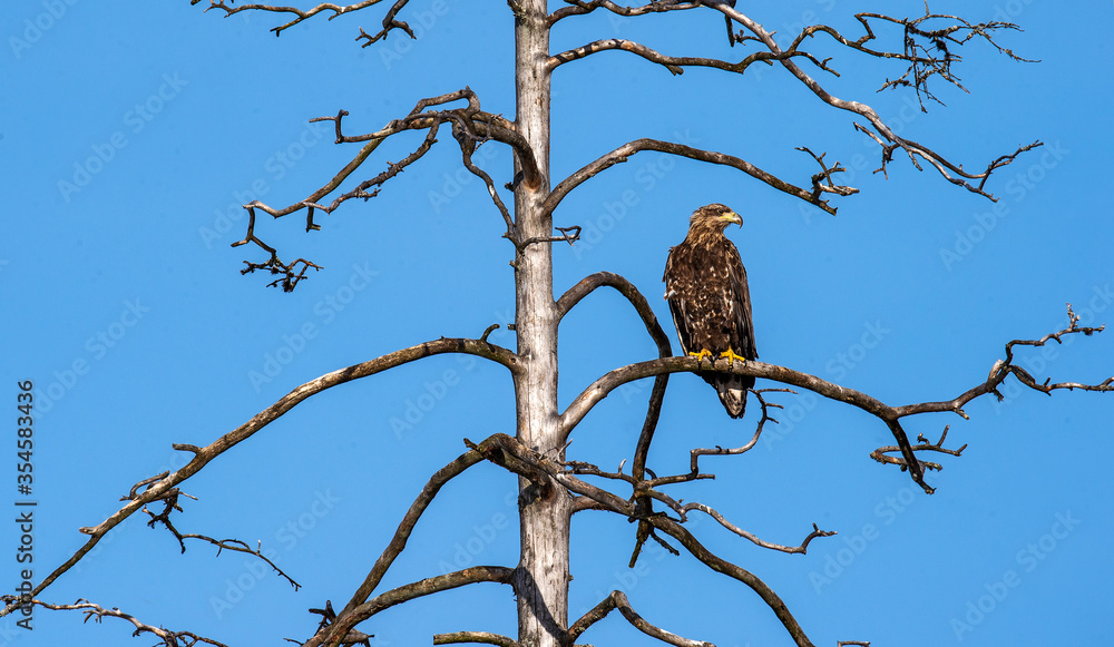 Juvenile White-tailed eagle perched on the old dry tree. Blue Sky background. Scientific name: Haliaeetus albicilla, Ern, erne, gray eagle, Eurasian sea eagle and white-tailed sea-eagle. Juvenile White-tailed eagle perched on the old dry tree. Blue Sky background. Scientific name: Haliaeetus albicilla, Ern, erne, gray eagle, Eurasian sea eagle and white-tailed sea-eagle.