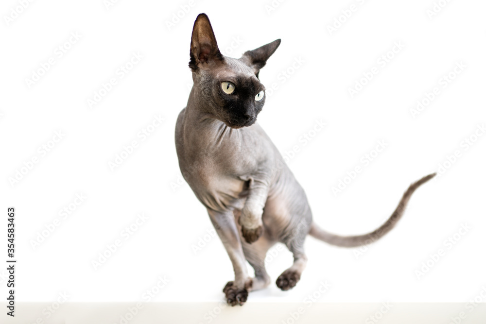 Cat on a white background. Thoroughbred sphynx canadian standing on a white table