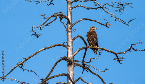 Juvenile White-tailed eagle perched on the old dry tree. Blue Sky background. Scientific name: Haliaeetus albicilla, Ern, erne, gray eagle, Eurasian sea eagle and white-tailed sea-eagle.