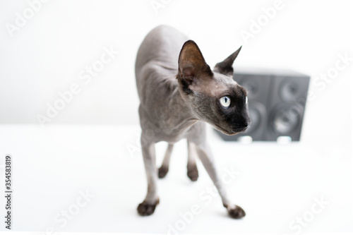 The thoroughbred sphynx cat climbed onto a white table