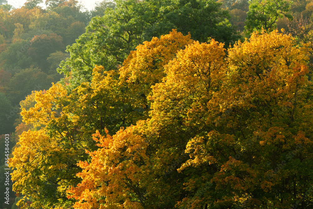 Beautiful trees with yellowed leaves. Autumn nature. Beautiful trees with yellowed leaves. Autumn nature.