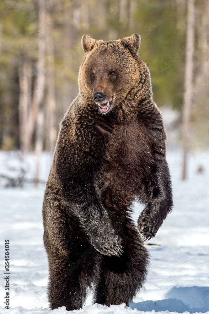 Brown bear with open mouth standing on his hind legs in winter forest. Scientific name: Ursus arctos. Natural habitat Brown bear with open mouth standing on his hind legs in winter forest. Scientific name: Ursus arctos. Natural habitat