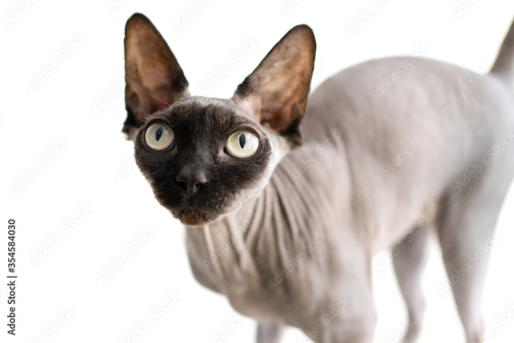 Sphinx cat portrait on a white background