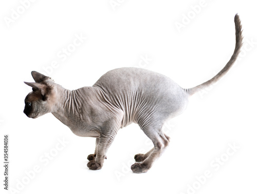 Sphinx cat sitting on a white table. Purebred sphynx canadian cat. goes forward side view