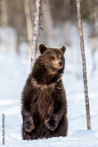 Brown bear cub standing on hind legs on the snow in winter forest. Ursus arctos, Natural habitat