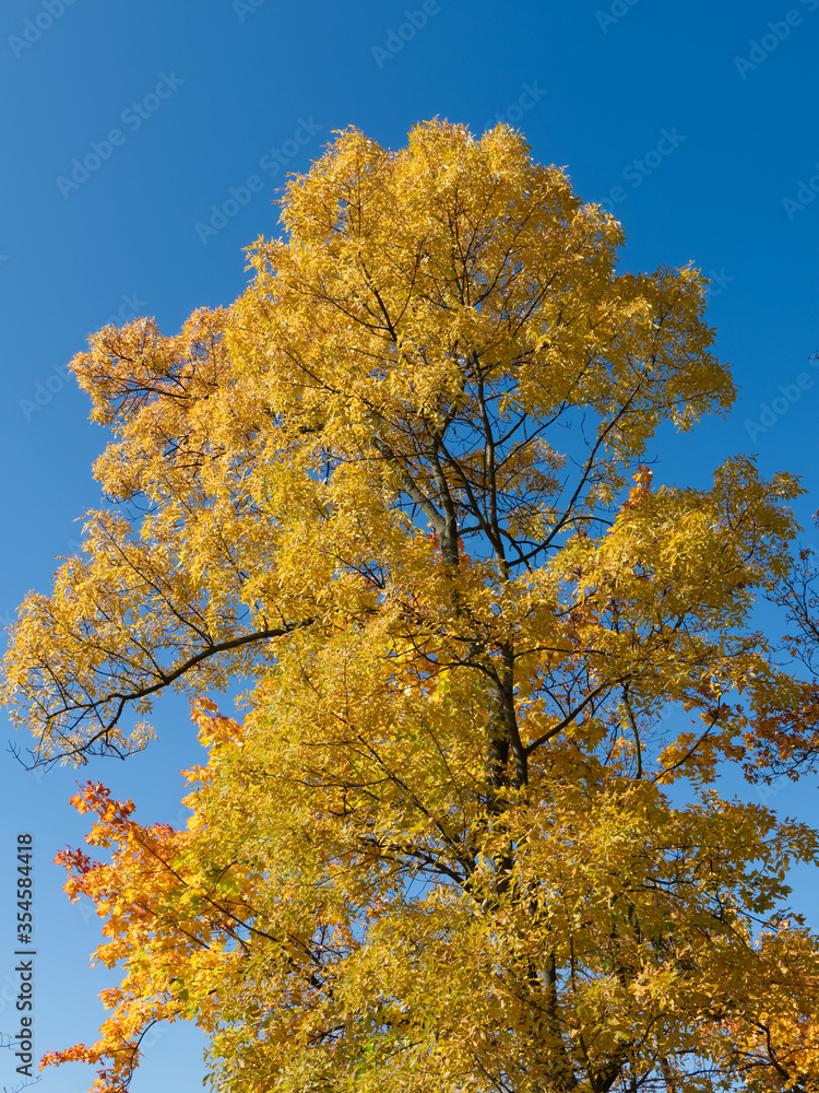 Yellow maple against the sky. Beautiful autumn tree. Yellow maple against the sky. Beautiful autumn tree.