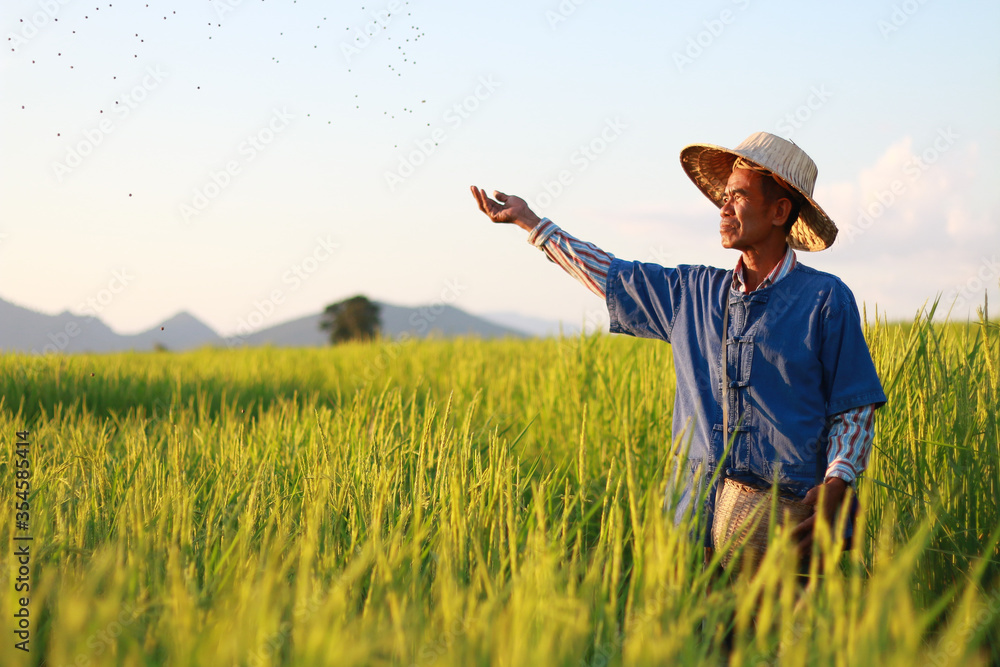 Asian farmer working on rice field manure fertilizer Asian farmer working on rice field manure fertilizer