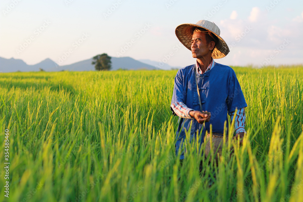 Asian farmer working on rice field manure fertilizer Asian farmer working on rice field manure fertilizer