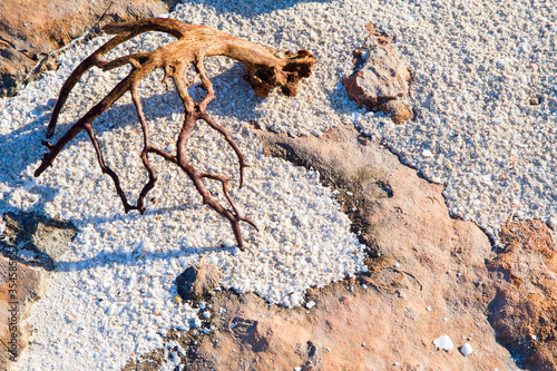 . A branching branch lies on a reddish rock on the beach.Horizontally.