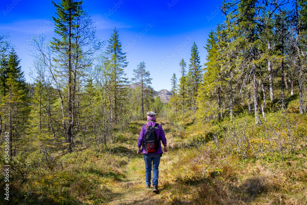 Hike in the Velfjord forests, Northern Norway