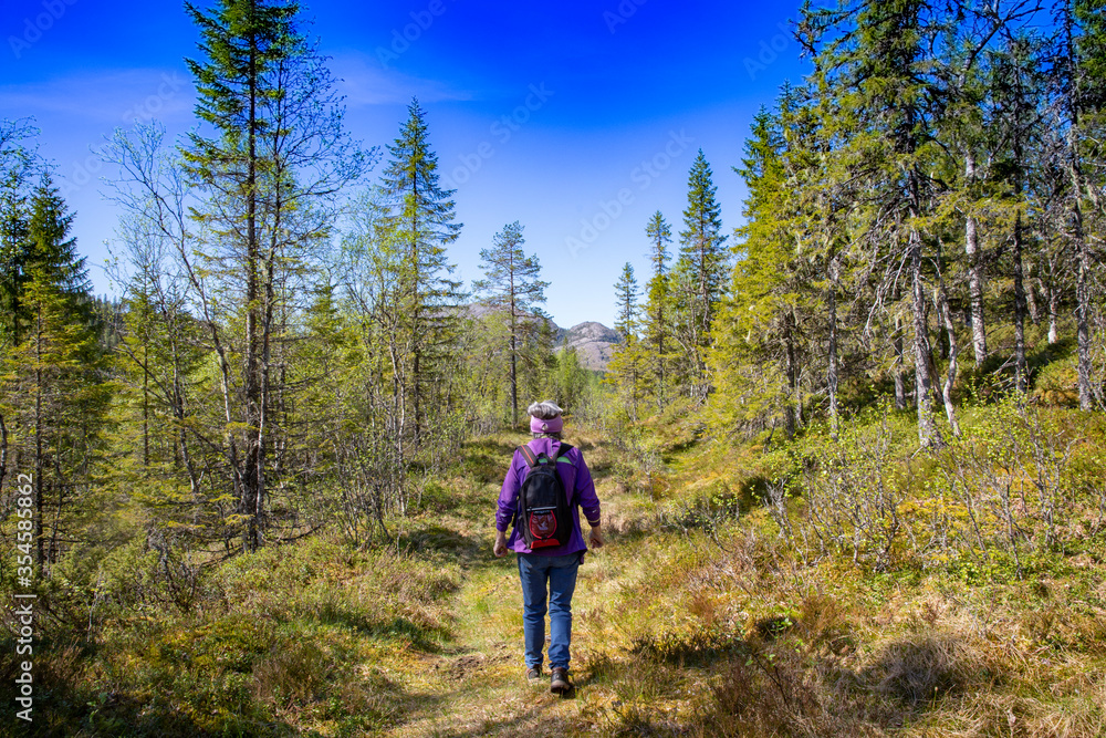 Obraz premium Hike in the Velfjord forests, Northern Norway