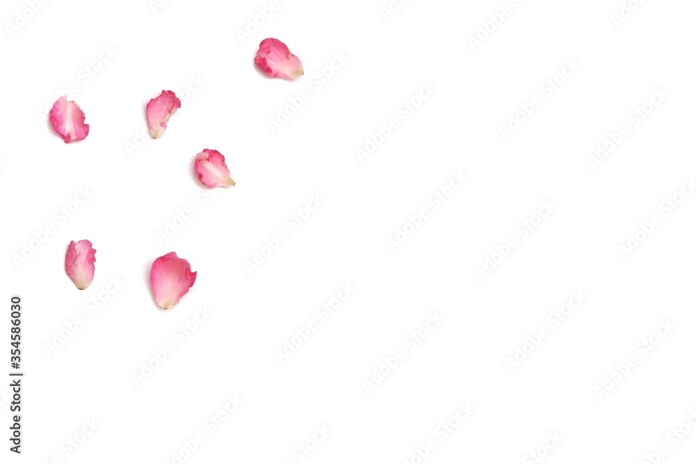 Blurred a group of sweet red rose corollas on white isolated background and colorful flora details