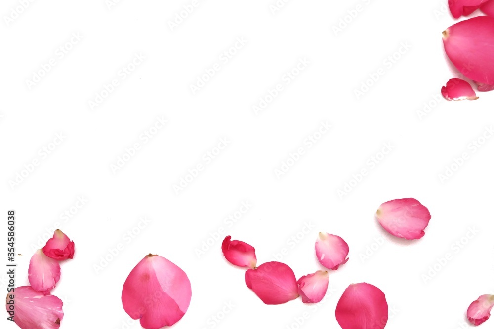 A group of sweet red rose corollas on white isolated background with copy space 