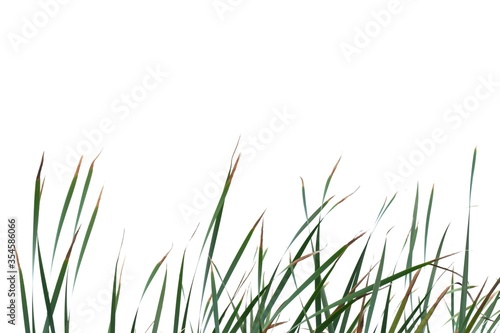 In selective focus wild grass leaves on white isolated background for green foliage backdrop 