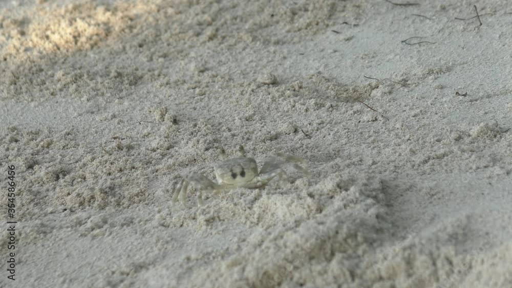 Little crab runs on the sand at the beach Little crab runs on the sand at the beach