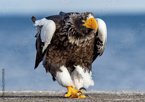 Valokuva Adult Steller`s sea eagle