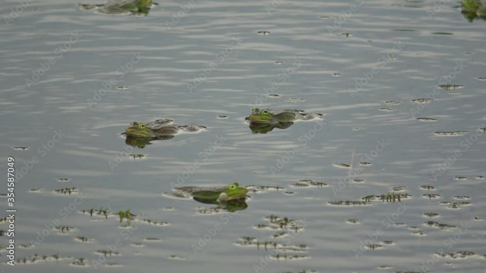 On the outskirts of the city of Vitebsk there is a small swamp, where a cheerful frog choir performs its works. On the outskirts of the city of Vitebsk there is a small swamp, where a cheerful frog choir performs its works.