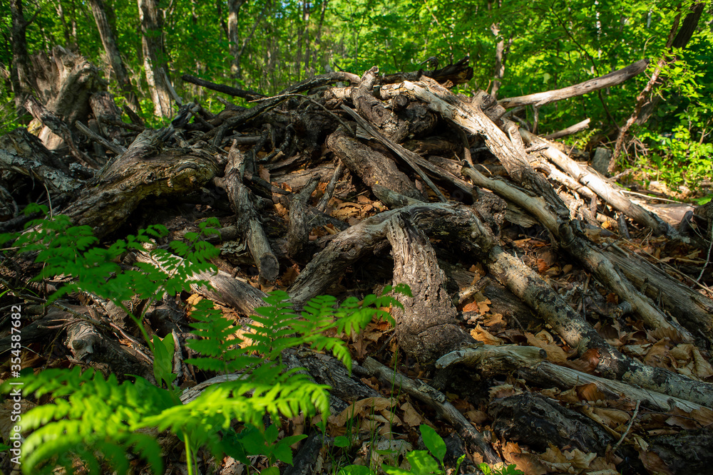 Uprooted tree roots in a forest pit Uprooted tree roots in a forest pit