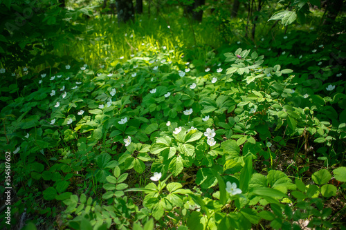 White wildflowers in a Sunny forest clearing