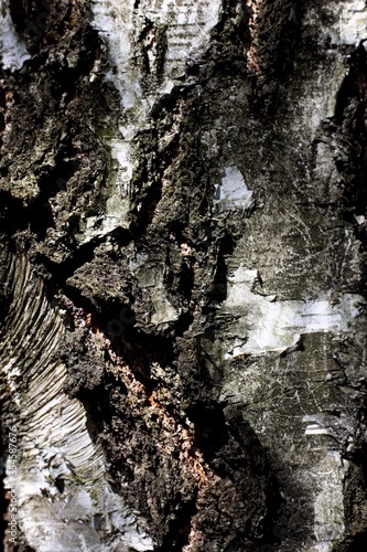 Fototapeta Naklejka Na Ścianę i Meble -  brzoza tree brich  白樺