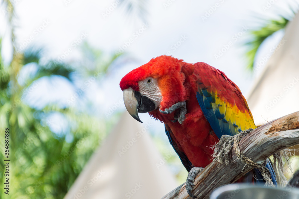 Parrot in the Miami Seaquarium