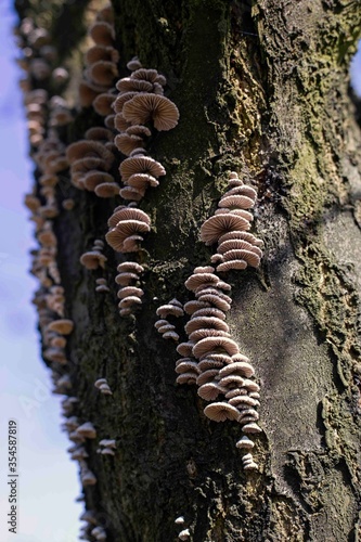 Fototapeta Naklejka Na Ścianę i Meble -  grzyb, kora, grzyb nadrzewny, mushroom, 茸