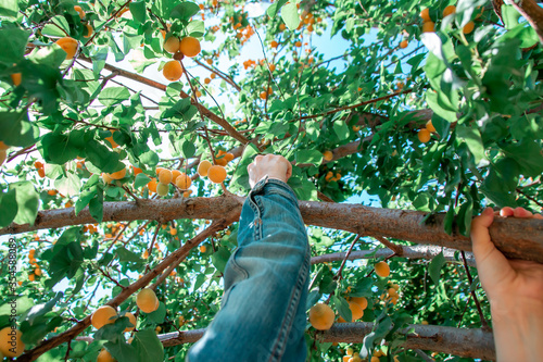 Valokuva young man and woman picking organic fresh orange apricots from the tree
