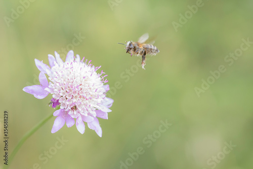 Bee in flight with a body full of pollen