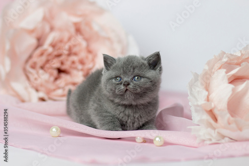 Fototapeta Naklejka Na Ścianę i Meble -  British shorthair kitten posing on a pink background. Cute cat. Pet life
