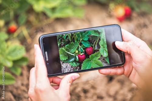 Closeup of female hands holding mobile phone, taking pictures of strawberries in the garden.