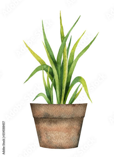 Watercolor vector card with a lemon grass in a ceramic pot.