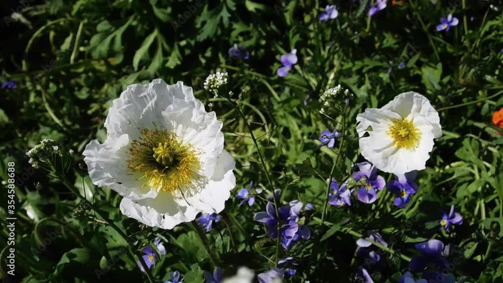 Two white poppies sway in the wind close-up. Behind them grass and blue flowers Two white poppies sway in the wind close-up. Behind them grass and blue flowers