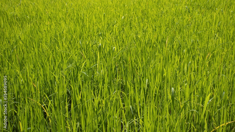 green grass texture green grass texture